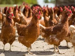870 тыс. птиц погибли из-за вспышки птичьего гриппа в Казахстане