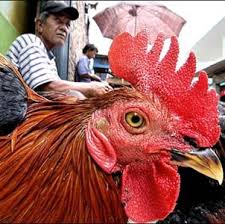 Вспышка птичьего гриппа в Китае: заражены более 35 тыс. птиц