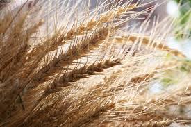 Цены на фуражное зерно в Украине продолжат расти
