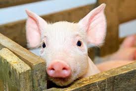 В Украине выращивать свиней значительно дороже, чем в ЕС