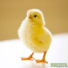 Уганда названа лидером по производству яиц и цыплят в Восточной Африке