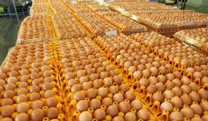 Экспорт яиц вырос на 69%