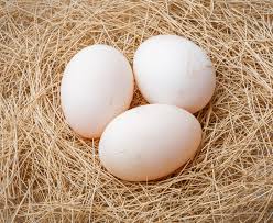 Птицеводы в январе-июне продавали яйца в среднем по 1 564,0 грн/тыс. штук