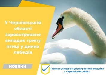У Чернівецькій області зареєстровано випадок грипу птиці у диких лебедів