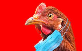 В Нидерландах забьют более 160 тыс. куриц из-за обнаружения птичьего гриппа